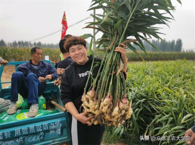 今日安丘大姜最新價(jià)格，市場走勢深度解析