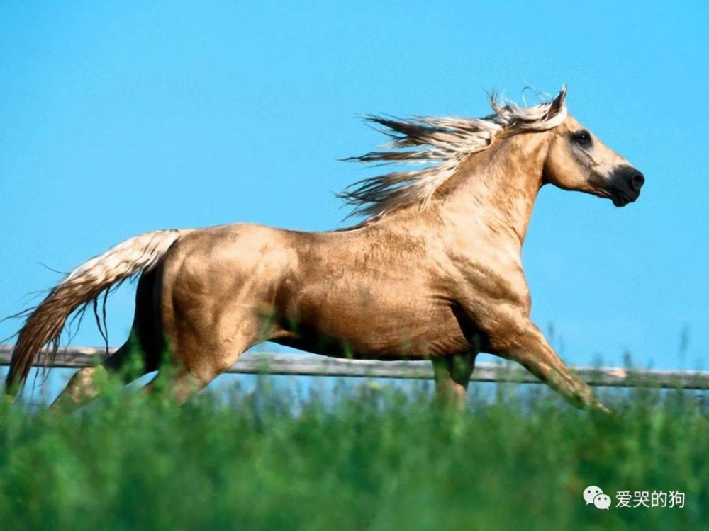 探索未知，今晚澳門(mén)特馬開(kāi)什么與神秘的四不像